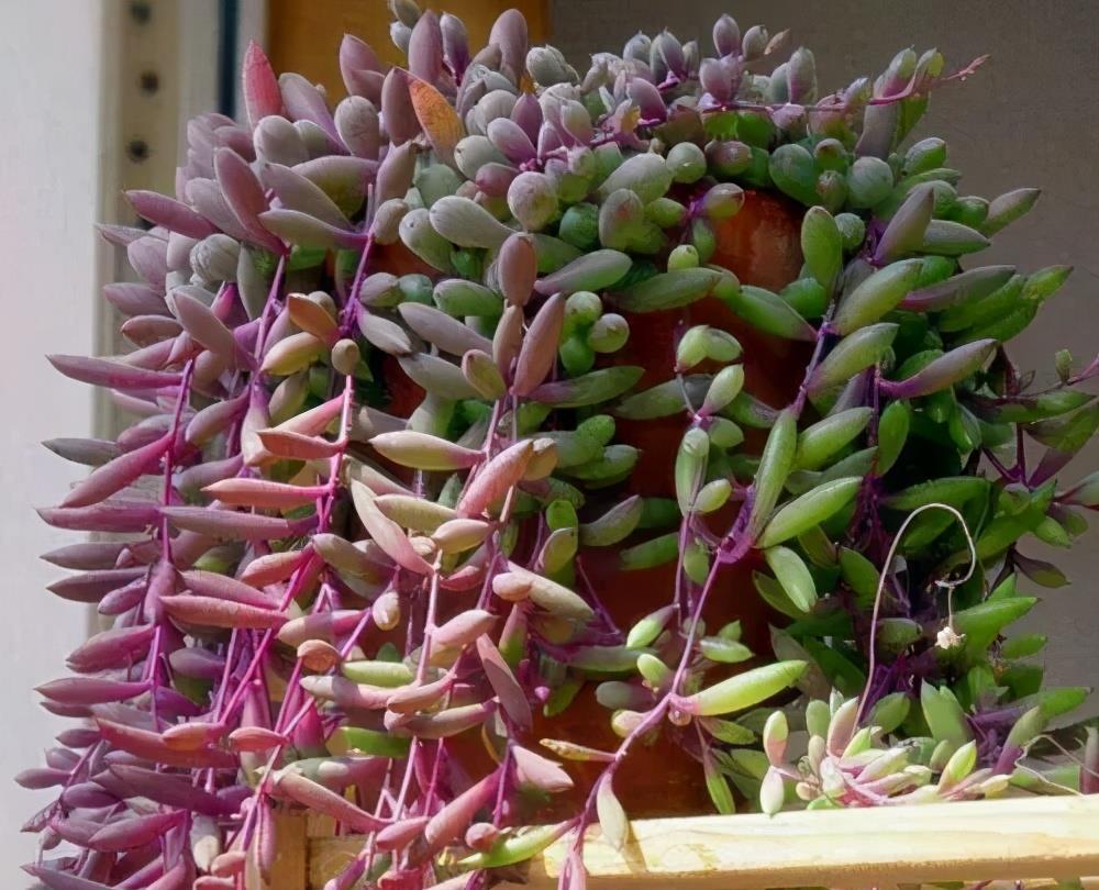 叶子|3种耐晒耐热的多肉,7月也能生机勃勃,高温天气长势旺、易度夏