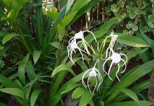 花卉|3种漂亮花,再喜欢也别在家里养,不利于健康,聪明人都避开!