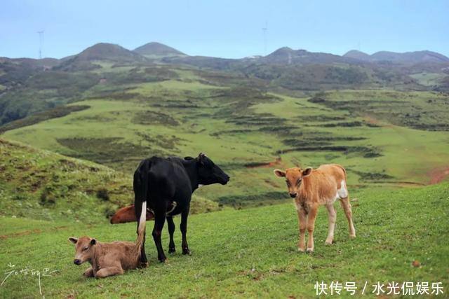 避暑胜地！“地无三尺平”的贵州，藏着一个大草原和一种传奇野果