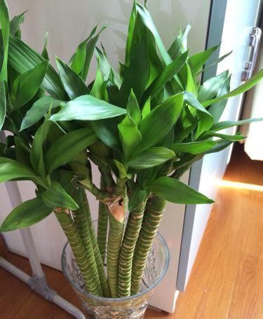 天长|水培富贵竹,“2种料”放一点在水里,叶浓绿,15天长出白根