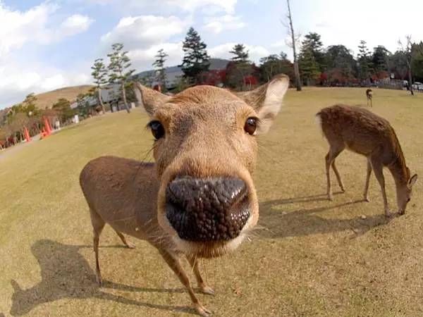 奈良公园奇景 邂逅麋鹿君 快资讯