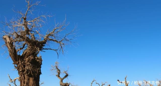 恢复 从沙漠到5000万立方米储水,中国仅用十年,就让居延海恢复了生机!