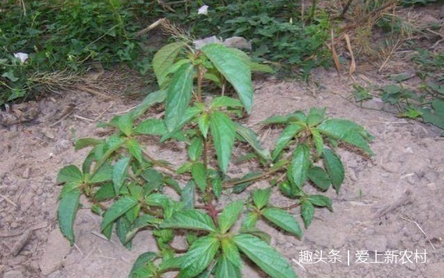 长寿菜|这种被人称为补血菜,长寿菜,野生的已经很少见了!