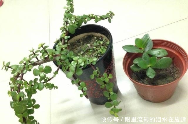 修剪|金枝玉叶长的“狂魔乱舞”,剪几刀,秒变“悬崖桩”,烂根也不怕!