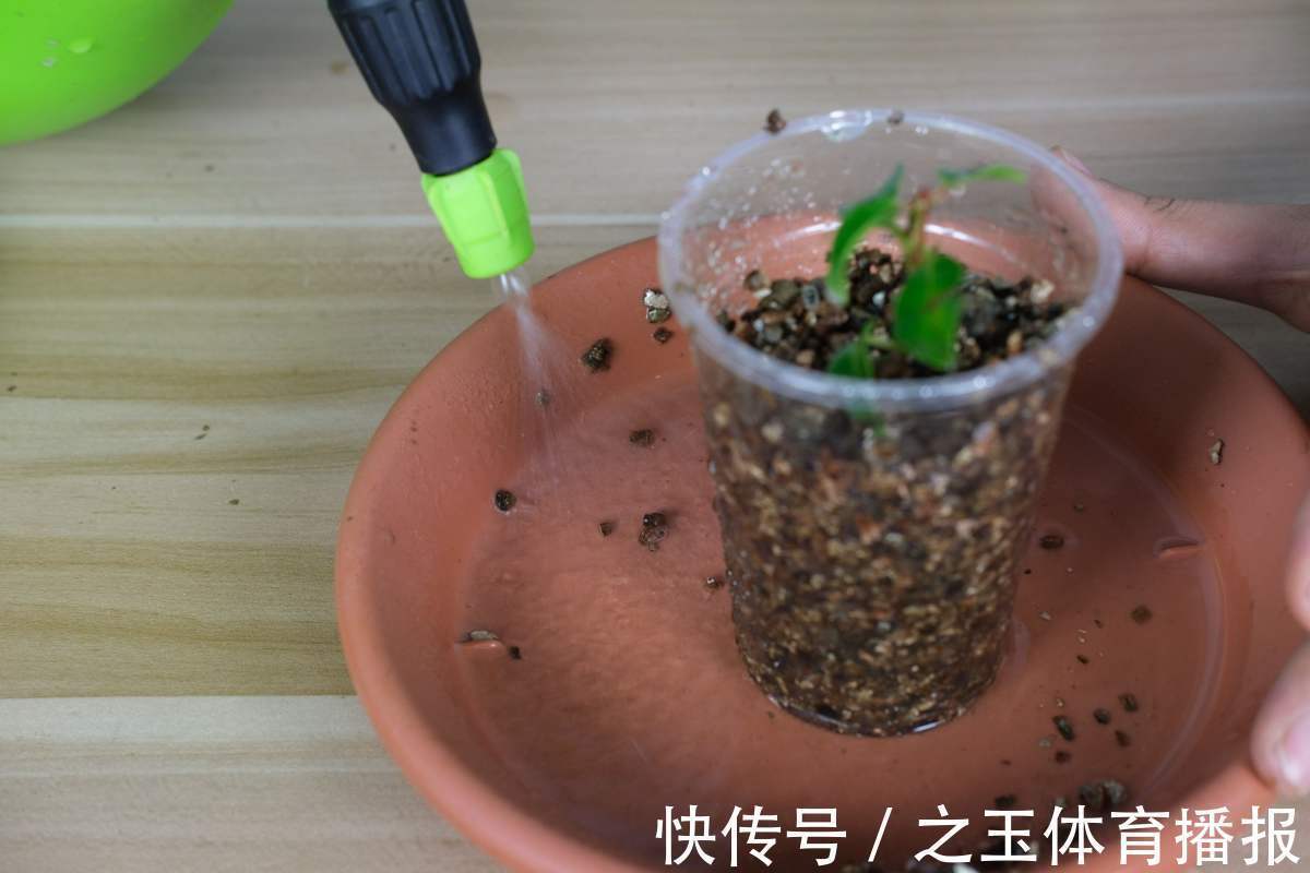 教你一些浇水的方法,从此浇花不再盲目,花长得又快又旺!