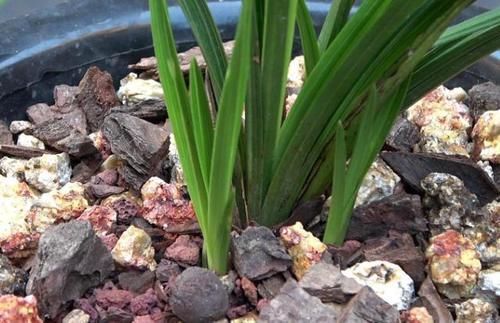 光照|养兰花,“掐准”此4点,植株更长寿、年年开花