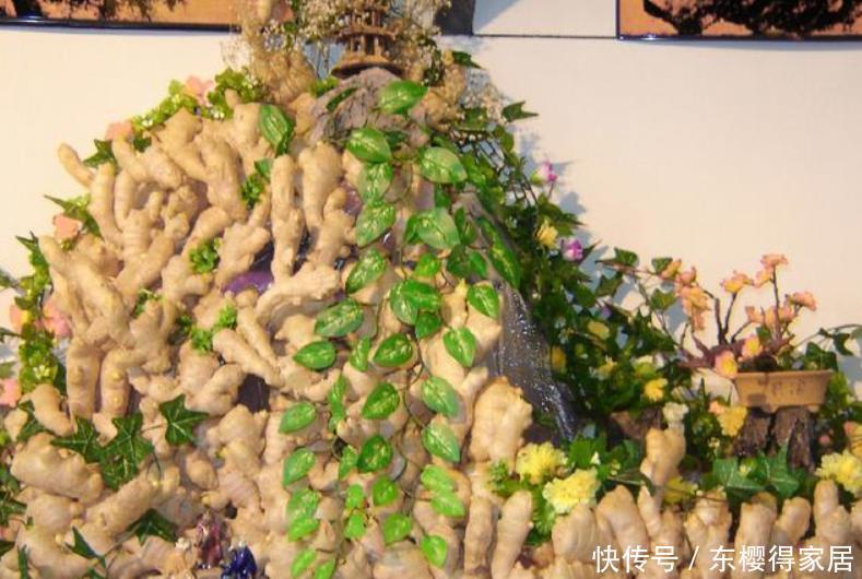 阳台盆栽生姜,简单4步走,叶绿当花赏,不用再去买,自给自足