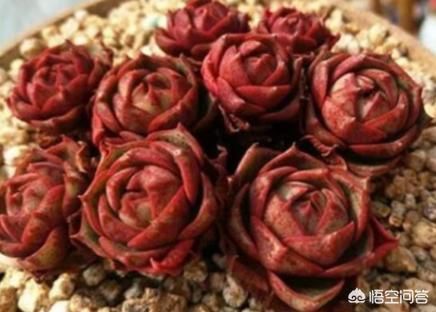 多肉植物能不能放到阳光下养为什么？