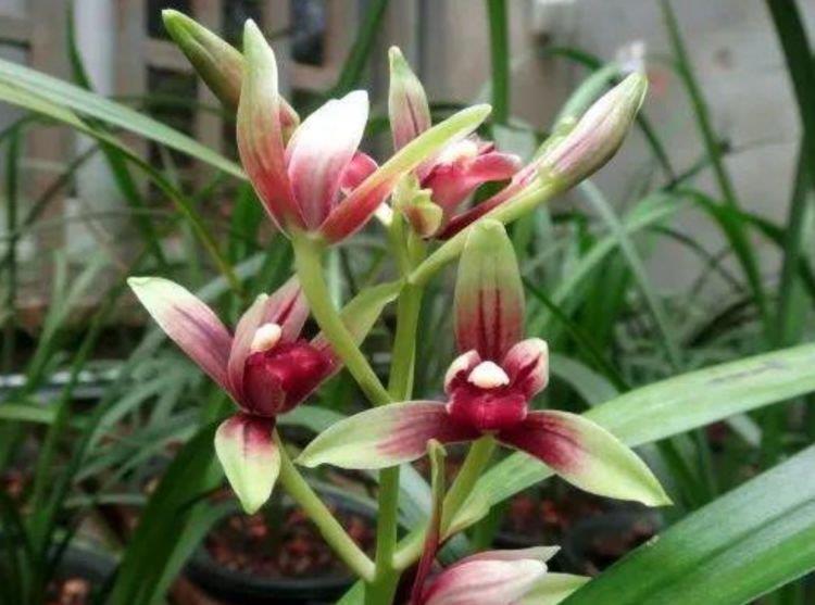 家里养上4种花,不见叶子只见花,花瓣层层叠叠超漂亮