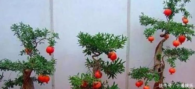 夏天就养此款植物,丢到阳台,四季有花开,花香四溢飘满屋,美