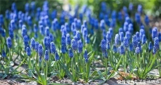 旧农舍改造成花园，一年四季花开不断，邻居看了羡慕的不得了！