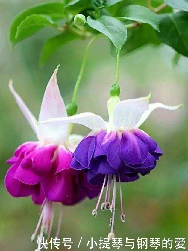 4种花漂亮又好养,比牡丹好看,天气越热,开花越漂亮