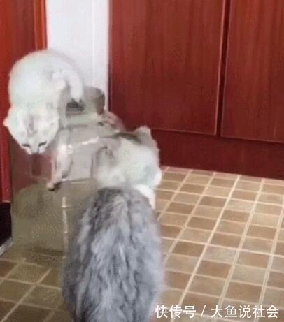 |小白猫跳罐子里抓鱼,灰猫在一边看笑话,网友:看热闹不嫌事大!