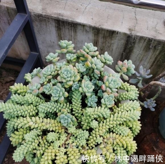 多肉|一入“肉坑”深似海,养多肉不能着急,慢慢养,多肉才不会死