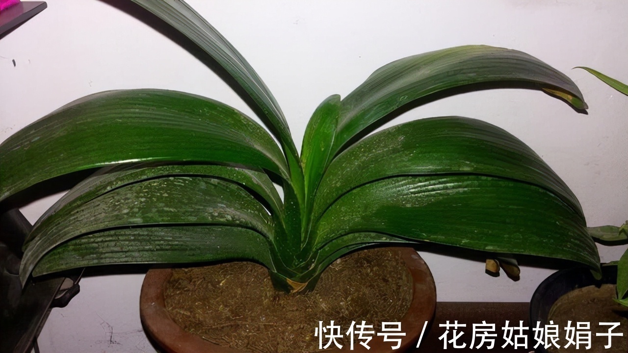 按照君子兰的生长习性来进行养殖,就不怕养不好它了,值得收藏