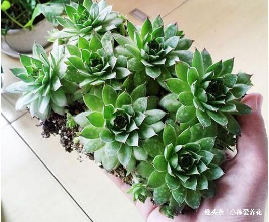 不到一年从1盆变成12盆的多肉植物——观音莲到底该怎么养