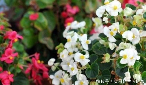 家中这“4处”别养花，摆啥花都难活，不是叶黄、就是根烂！