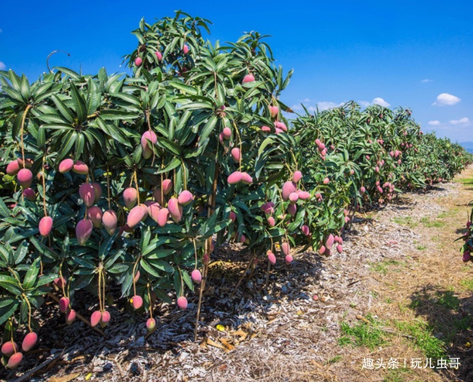 干旱|芒果香甜可口,杀菌润肤,掌握三点,种出优质美味反季节芒果来!