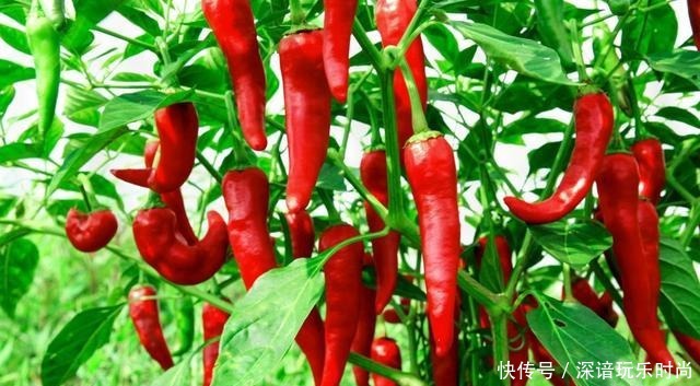 瓶子|腌辣椒时,只放盐就错了!多加2步,辣椒酱久放不发霉,香辣下饭