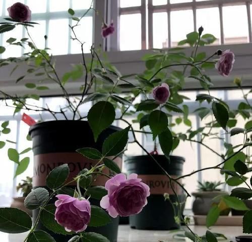 超美|超美超仙的花,看一眼入坑,再看第二眼就想买10盆回家!