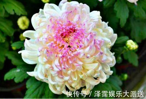 菊花|喜欢菊花,就养盆“菊中精品”独本菊,色泽艳丽,美爆了