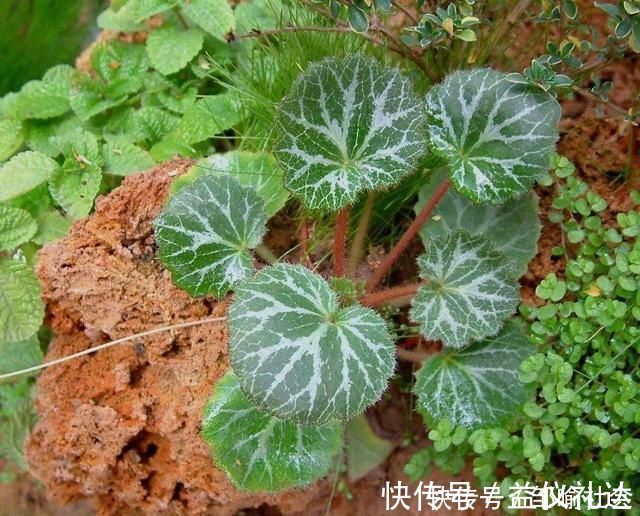 小花|有种小野草能开花，盆植无光也能活，可爱却很霸气