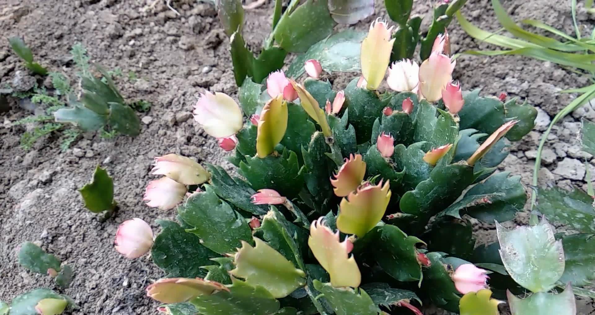 休眠期|4种“漂亮花”，5月要“剪花箭”，不剪光，很难度夏天