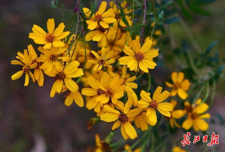 胡颓子|1月大寒时，雪花无约群芳有信