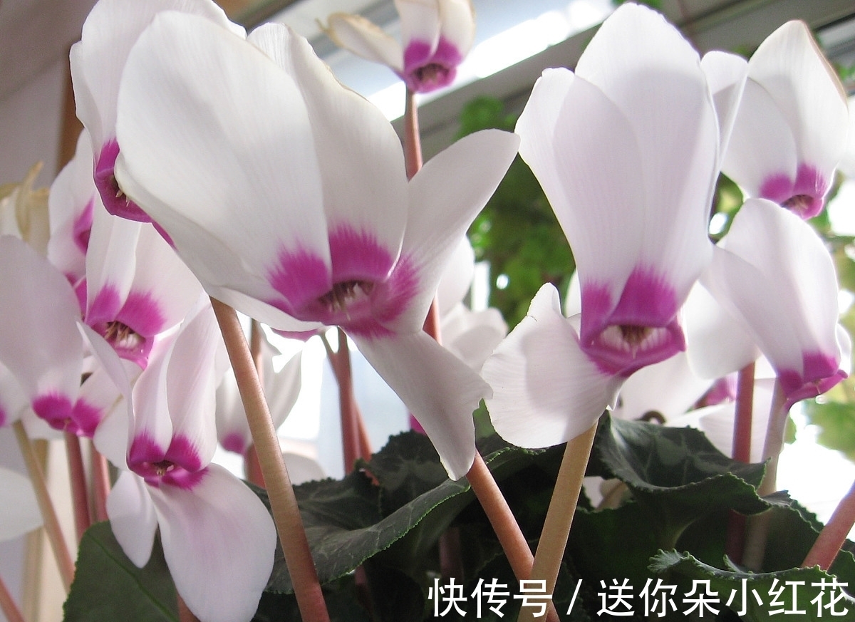 花草在精不在多!秋冬备齐这“3种”,每天都能有花欣赏