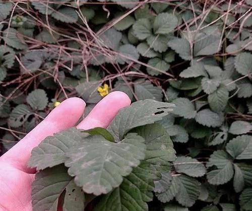 路边发现一大片“野草”，是治咳嗽的好药，扯一把盆栽，沾土就活