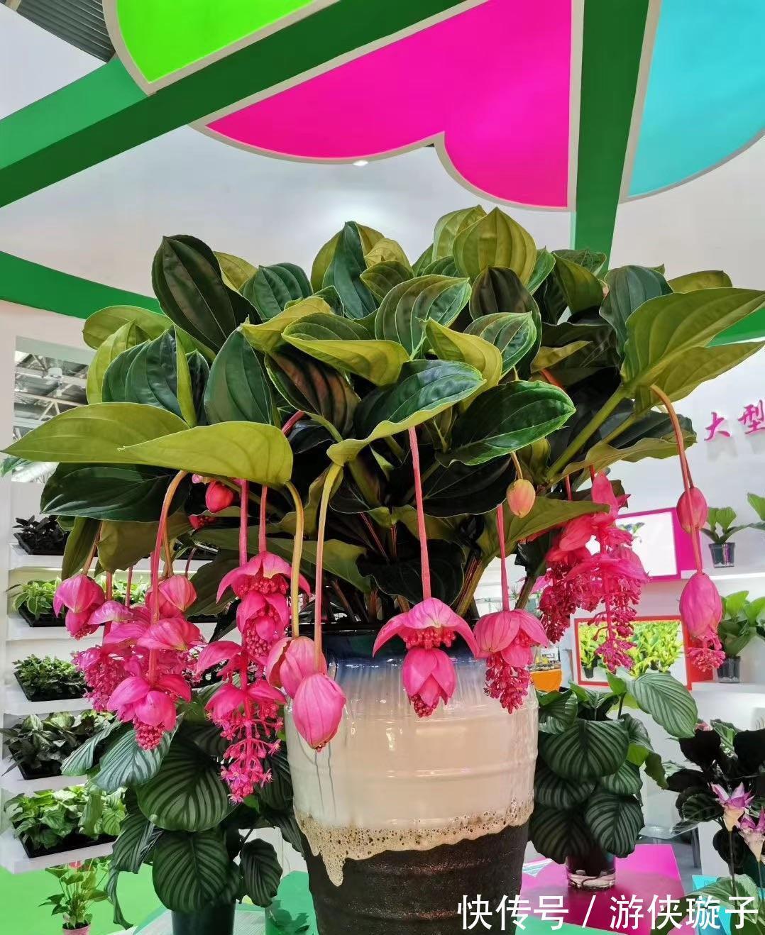 长寿花|5种“富贵花”，谨记“穷养它”，大盆换小盆，才能开满富贵花