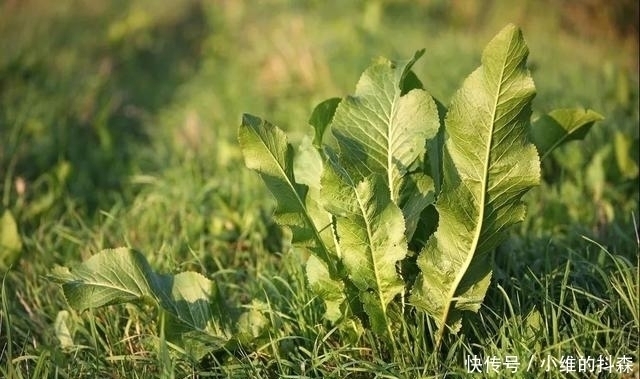  生长|芥末是一种酱料吗？错了，它其实来自一种植物，很多人不知道