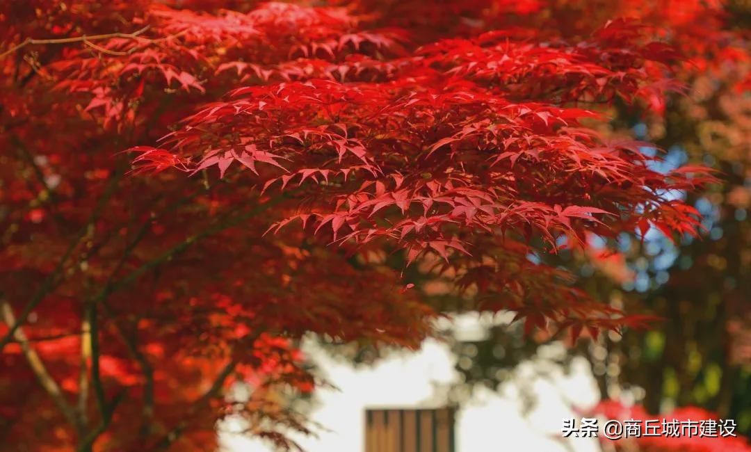 商丘市日月湖景区：春日红枫无限好 赏枫何须待秋时