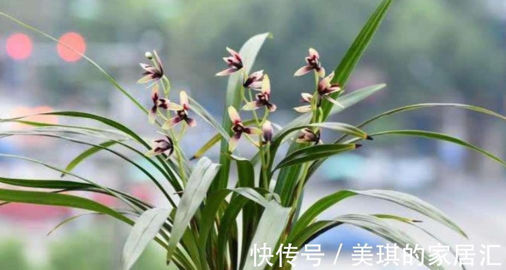 养护|养护兰花没有满足3个条件,浇再多的磷钾肥也白搭,开花又小又少
