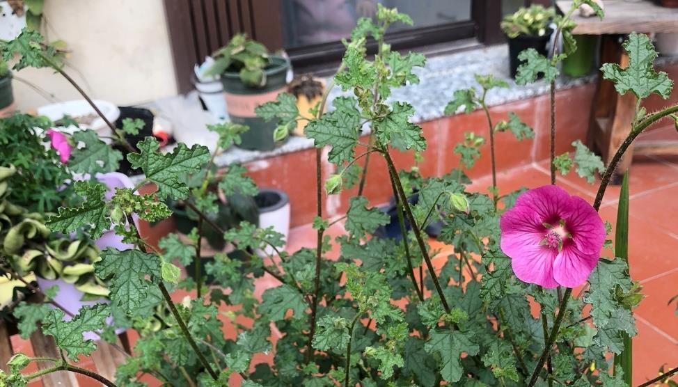 根系|99%的花是被浇死的，教你如何正确浇水，永远不再养死花