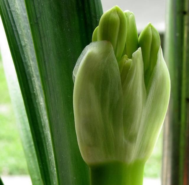 吃醋|君子兰爱“吃醋”更爱“喝酒”,一次能喝半斤白酒,喝完就疯长