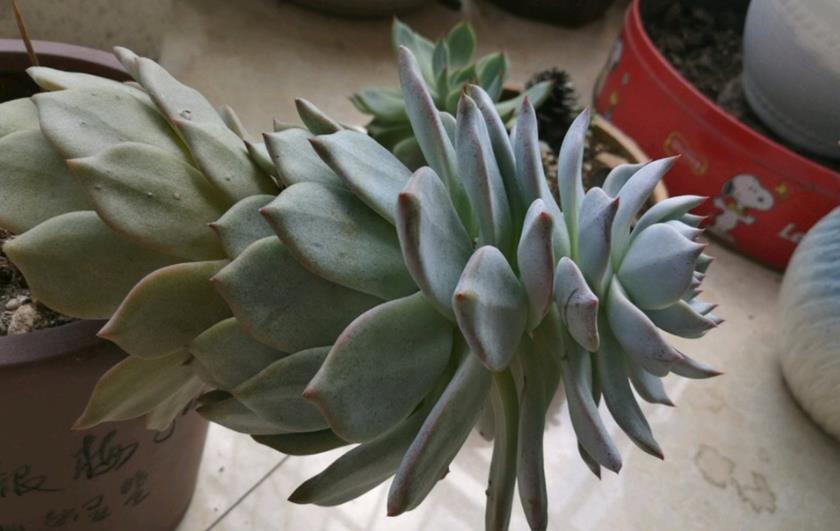 摘叶|总下雨,露天盆栽的多肉穿裙子了,砍头摘叶,扦插育苗可好?