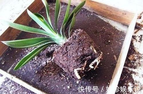 根系|君子兰什么时候换土好君子兰如何换土