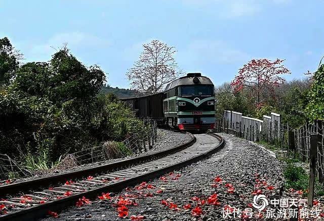 木棉花|海南昌江:木棉花进入盛开期 花朵绽放红似火