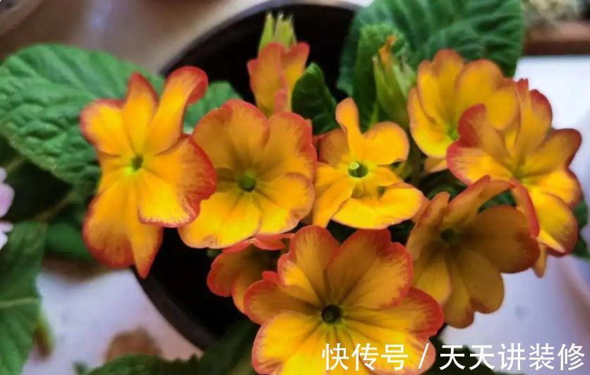 开花期|新人养花很容易上手的报春花,盆栽注意5点,开花又多又美