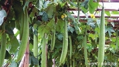 殊不知|一斤几块钱的家常菜,殊不知它浑身都是宝,你知道么?