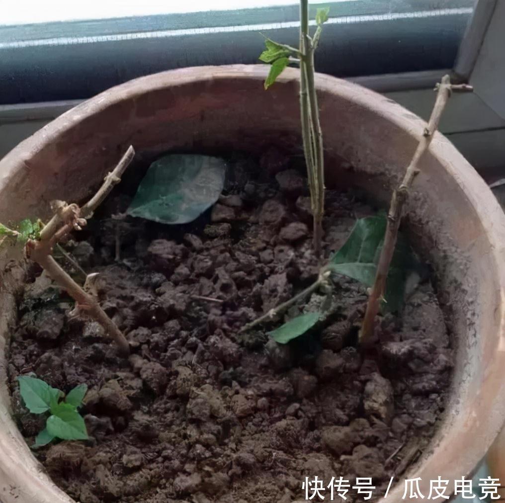 花市有大猫腻,新手养花总是挂,原因都在这里了