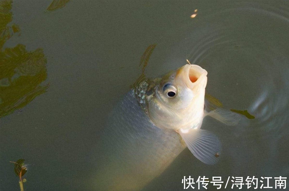 钓鱼|入秋后，要想钓获大板鲫，不搞清楚这4点，劝你莫往河边跑
