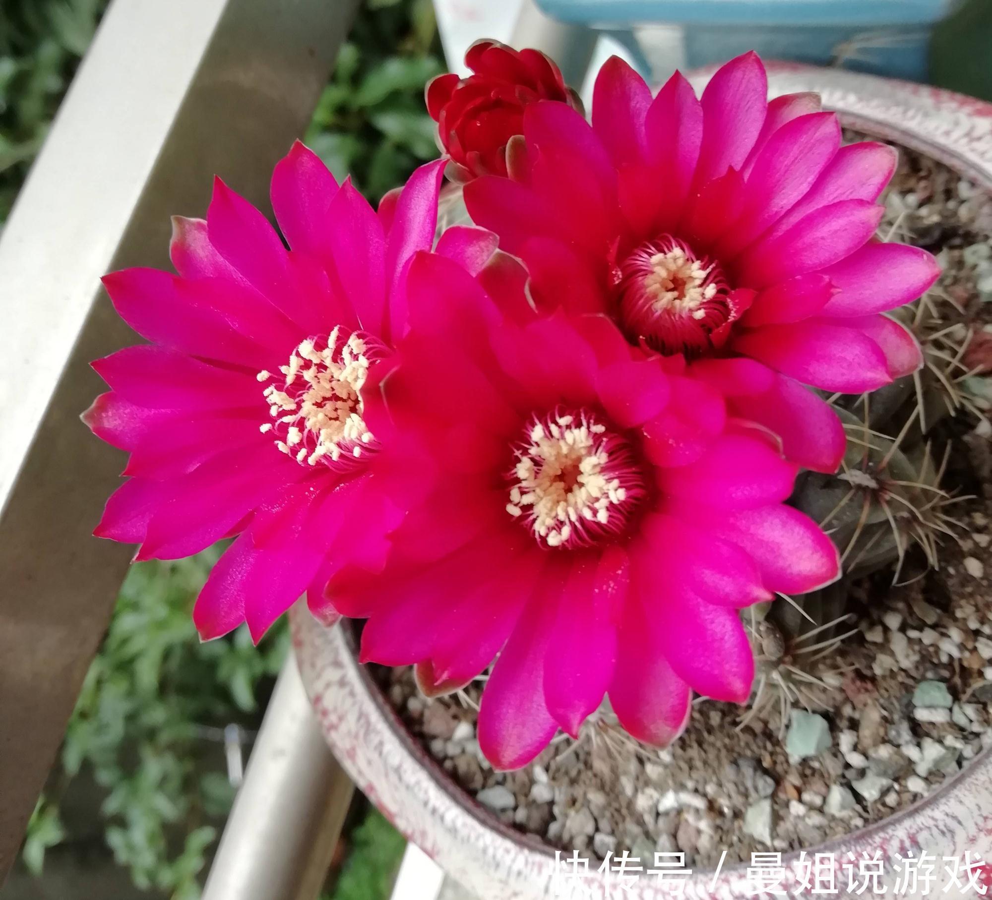 球体|冬季养仙人球的2个技巧,越长越壮,顺利过冬花多色艳