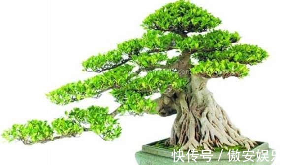 传家宝|阳台再小,也能养3种树,小盆就能养,个个都是“传家宝”