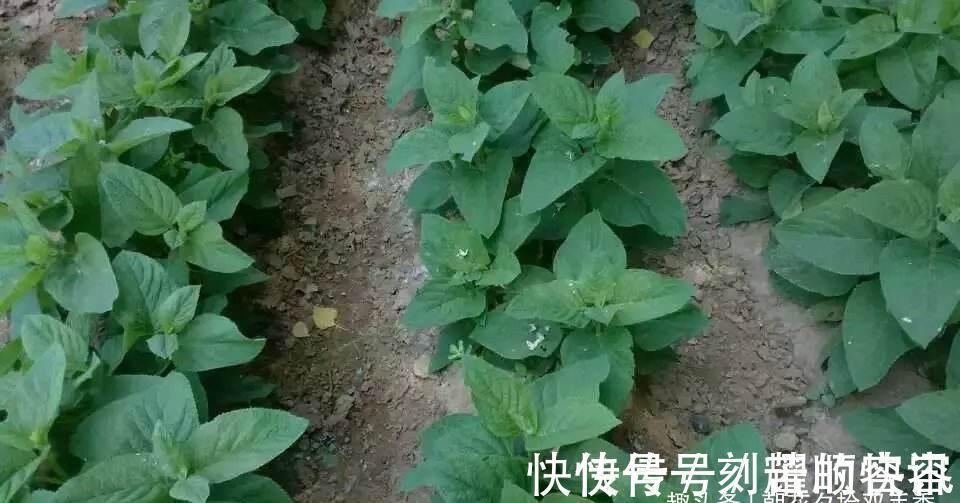 野花野草|这植物的根酷似“人参”,以前农家人总是砍除它,殊不知价值极高