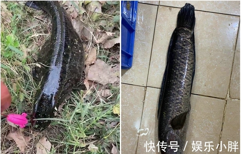 这鱼吃不得？广州钓友钓了条大黑鱼，钓友：越看越奇怪，赶紧丢了