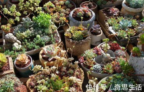 盆栽多肉植物,叶片不够圆润怎么办新手当多关注5个细节处理