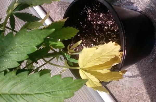 家居养花常见难题黄叶、烂根怎么办学学它轻松对症下药