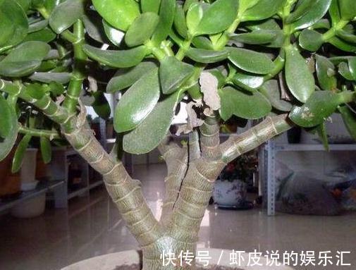 冬季阳台首选3种花，叶子漂亮，大气上档次，养过的人都说好